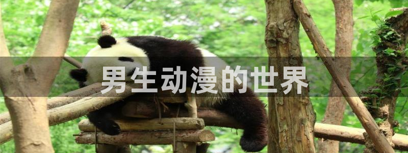 omofun纯净版下载：男生动漫的世界